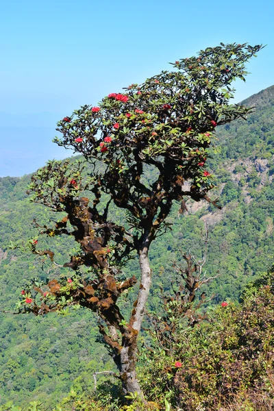 Ormangülü arboreum çiçek — Stok fotoğraf