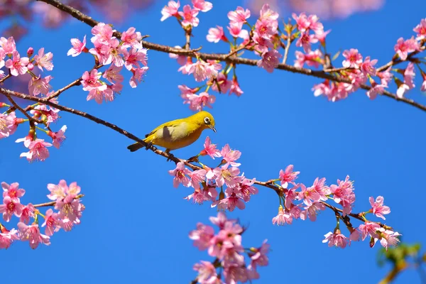 Oryantal white-eye kuş — Stok fotoğraf