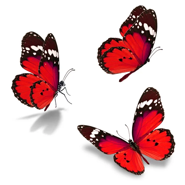 Três borboleta monarca — Fotografia de Stock