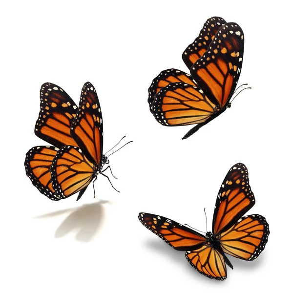 Three monarch butterfly — Stock Photo, Image