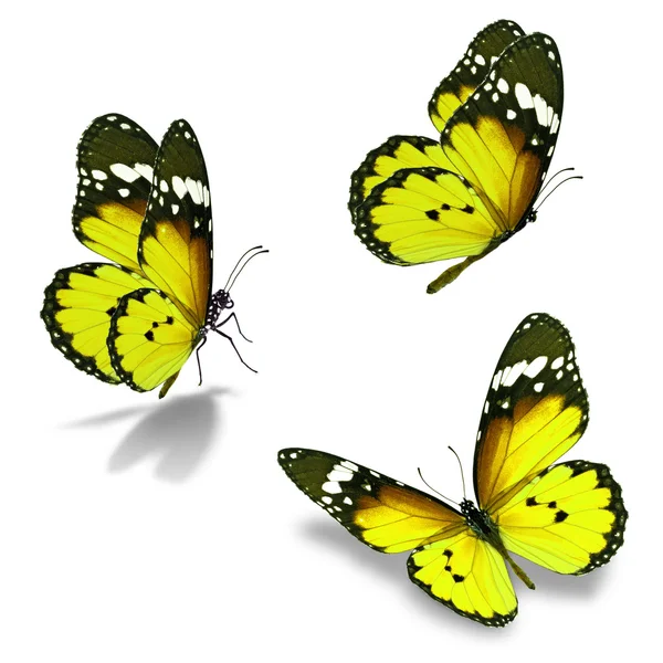 Tři monarch motýl — Stock fotografie