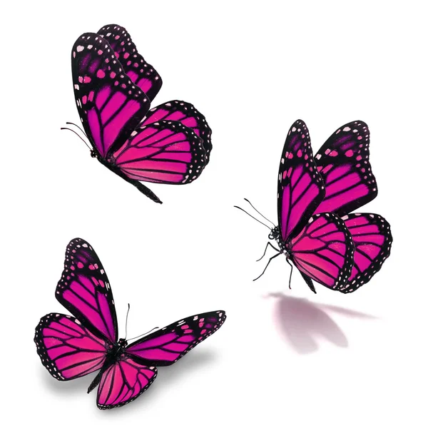 Trois papillons monarques — Photo