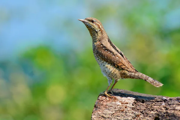 Krutihlav obecný ptačí — Stock fotografie