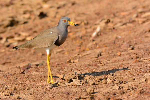 Grijs-headed Kievit vogel — Stockfoto