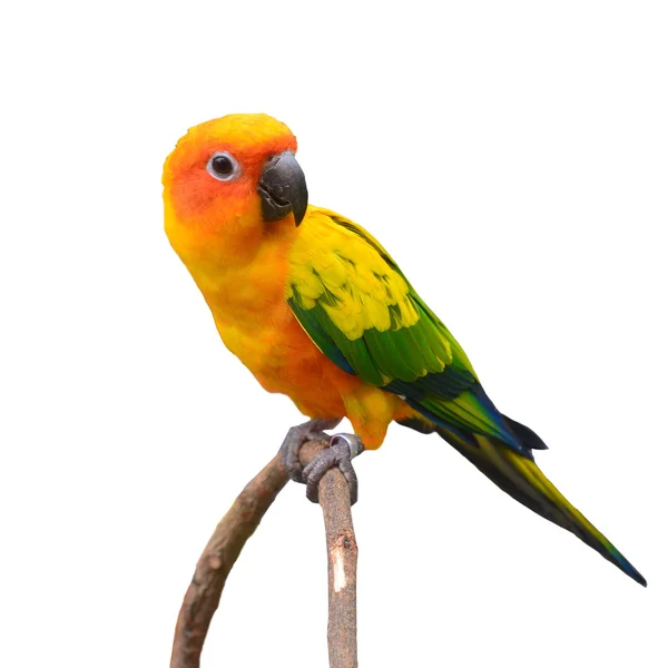 Sole conure uccello pappagallo — Foto Stock