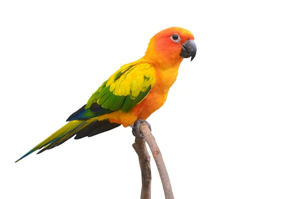 Sole conure uccello pappagallo — Foto Stock