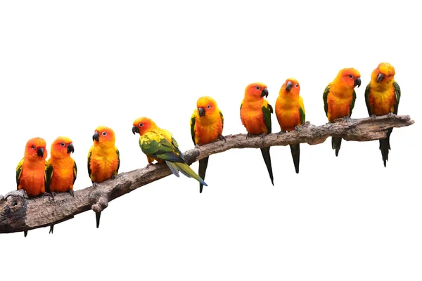 Sun Conure Parrot bird — Stock Photo, Image