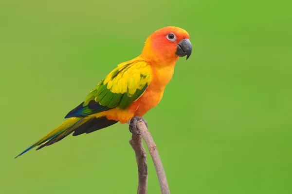 Güneş conure papağan kuş — Stok fotoğraf