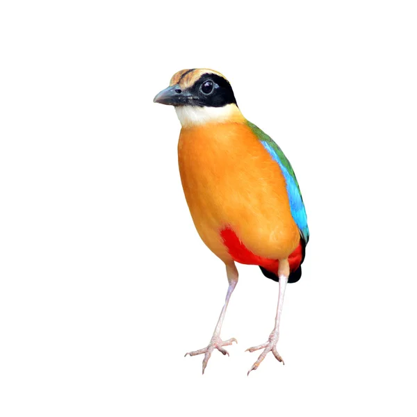 Blue winged Pitta bird — Stock Photo, Image