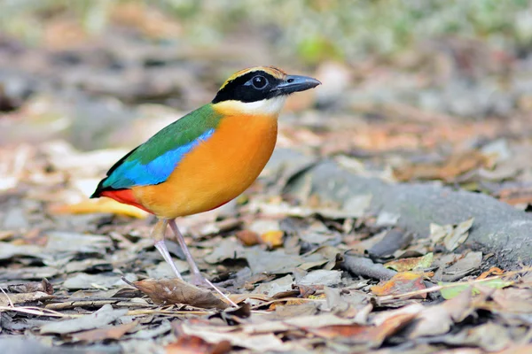 Oiseau Pitta ailé bleu — Photo