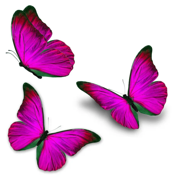 Drei rosafarbene Schmetterlinge — Stockfoto