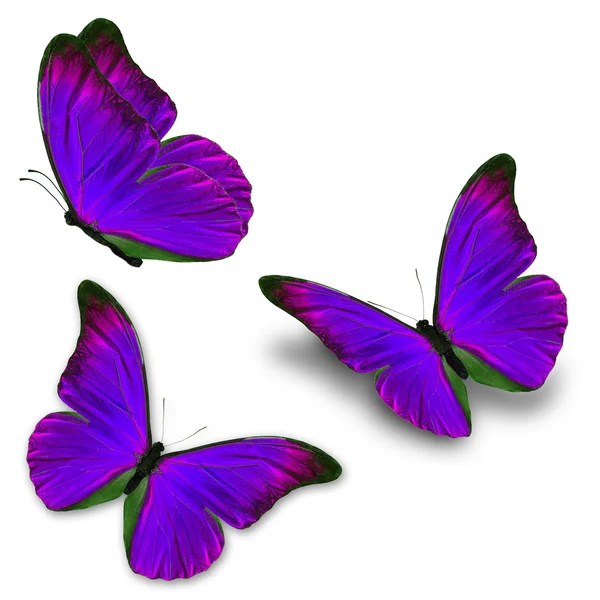 Three purple butterfly — Stock Photo, Image