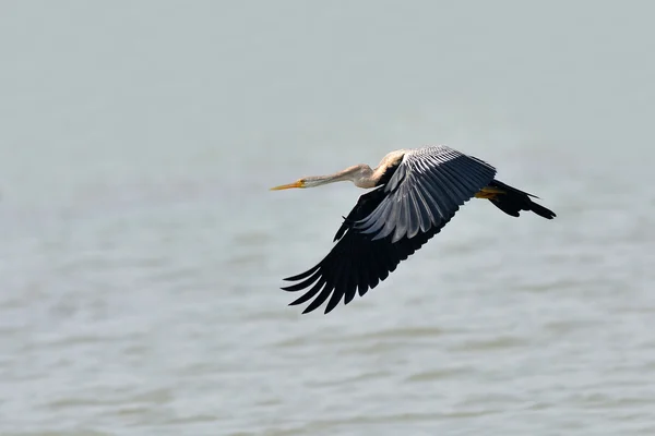 Oriental darter bird — Stock Photo, Image