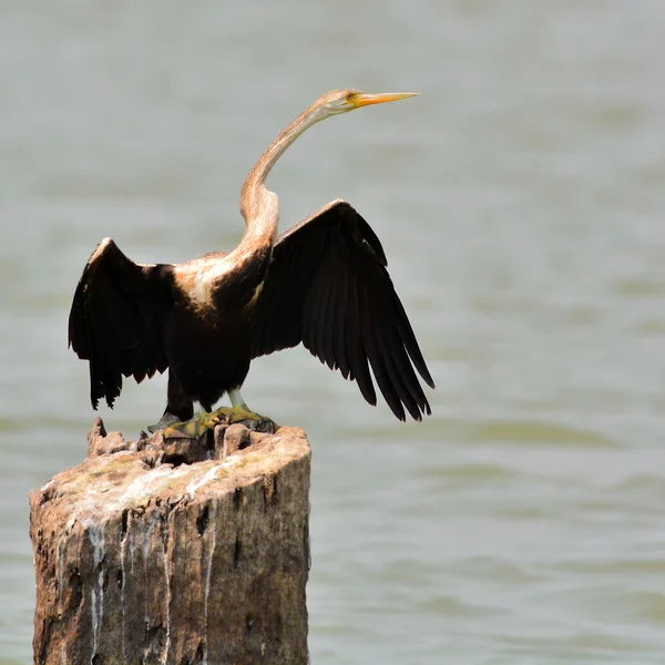 Oosterse heidelibel vogel — Stockfoto