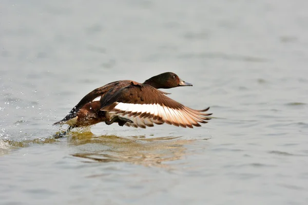 Baers Pochard duck — Stock Photo, Image