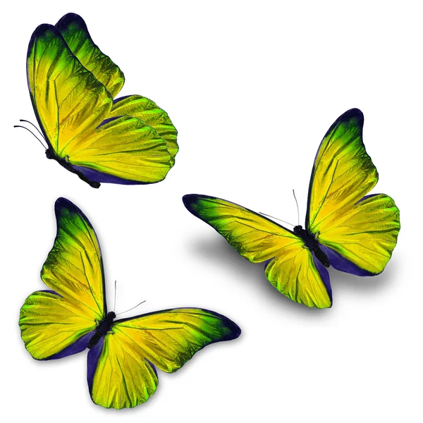 Three yellow butterfly — Stock Photo, Image