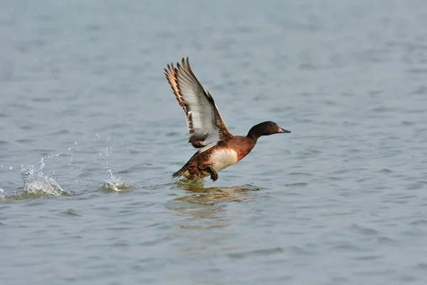 Baers Pochard duck — Stock Photo, Image