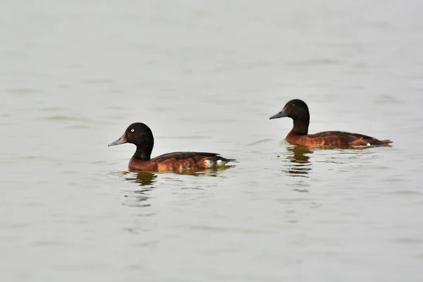 Baers Pochard duck — Stock Photo, Image