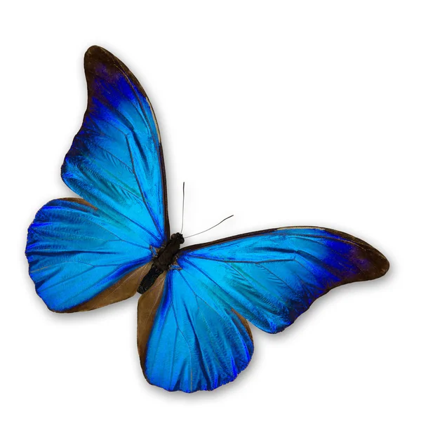 美丽的蓝色蝴蝶 — 图库照片