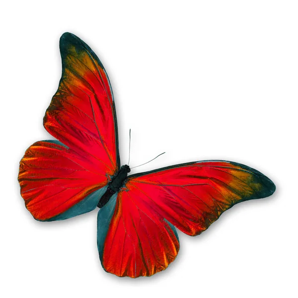 Schöner roter Schmetterling — Stockfoto