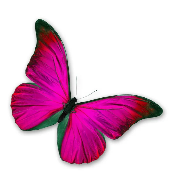 Όμορφη πεταλούδα ροζ — Φωτογραφία Αρχείου