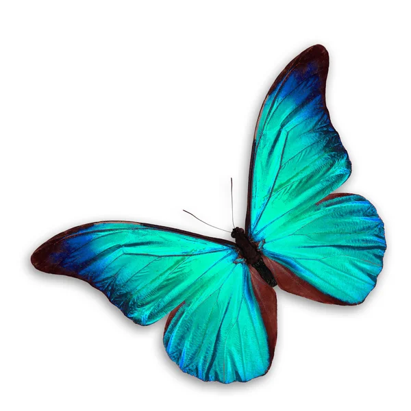 Beautiful Blue Butterfly — Stock Photo, Image