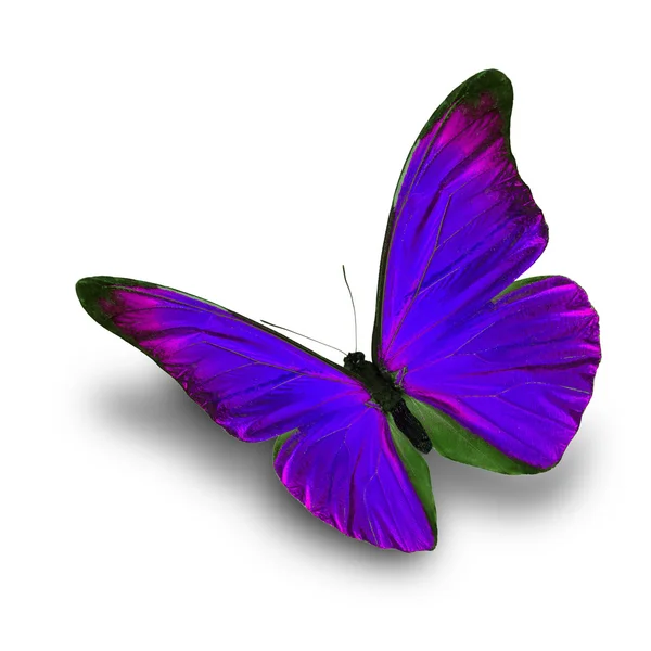 Farfalla viola volante — Foto Stock