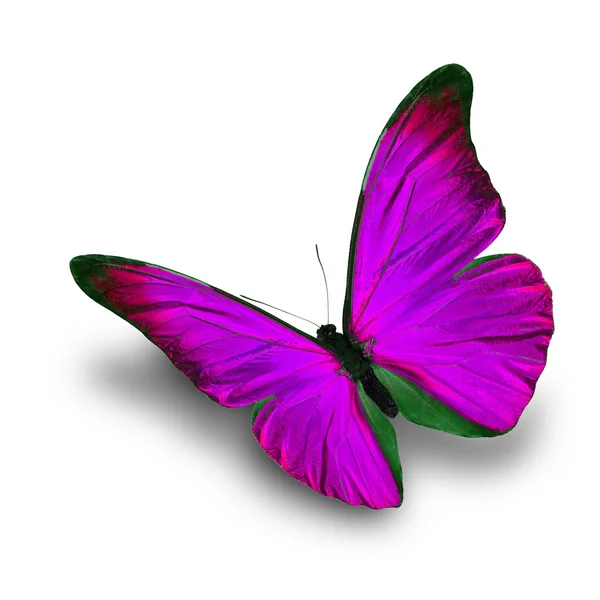 Розовая бабочка — стоковое фото