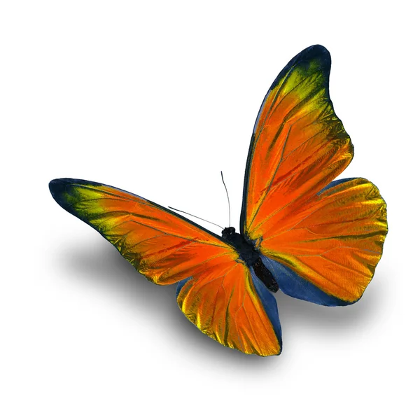 Farfalla arancione volante — Foto Stock