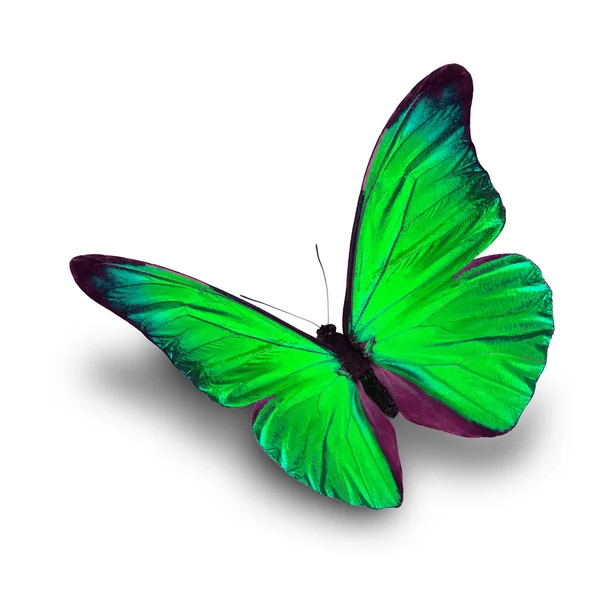 Green Butterfly flying — Stock Photo, Image