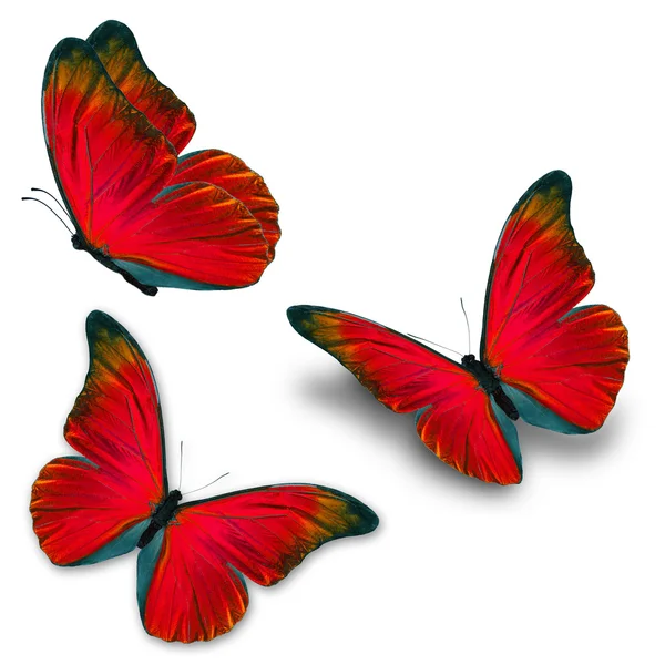 Tres mariposas rojas — Foto de Stock