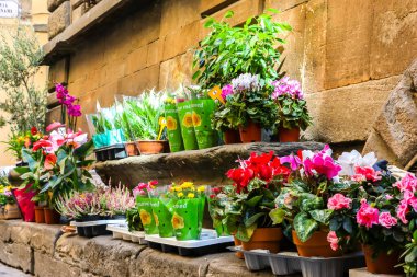 Lucca, İtalya - Eylül 2018. Lucca caddesindeki çiçekçi..