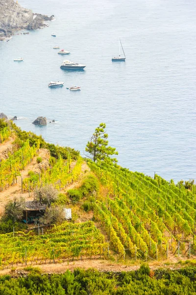 Виноградники Террасы Рядом Manarola Италия — стоковое фото