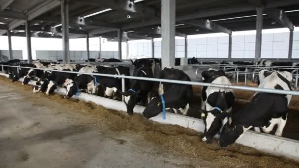 Grande ferme de vaches — Video