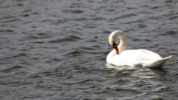 Witte Zwaan Het Water Super Slow Motion Een Zonnige Dag — Stockvideo