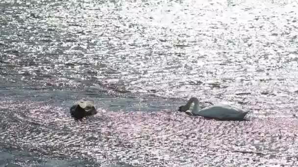 Повільний Рух Двох Красивих Лебедів Один Білий Чорний Випадково Плаває — стокове відео