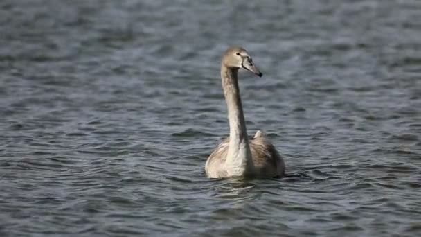 Slow Motion Shot Van Twee Prachtige Zwanen Die Terloops Zweven — Stockvideo