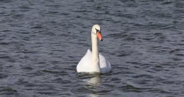 晴れた日には白い白鳥が波で水中を泳いでいる — ストック動画