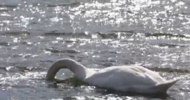 Kafası suda olan beyaz bir kuğu, suda parlayan güneşle sudan ot yer.