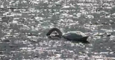 Sudaki bir kuğu, güneşin sorunlu sudaki yansımasıyla otları yer.