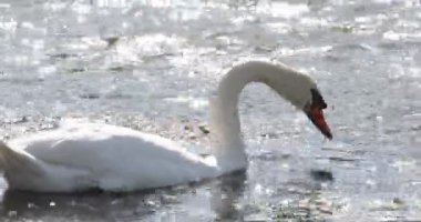 Suda beyaz bir kuğu ve güneş parıl parıl parlıyor. Sudan otlar ve algler yiyor. 4K