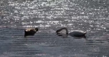 İki kuğu sudaki otları yer. Güneş suyun üzerinde parıldar.