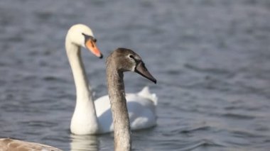 Öğleden sonra gölde yüzen siyah ve beyaz kuğuların yavaş çekim görüntüleri..