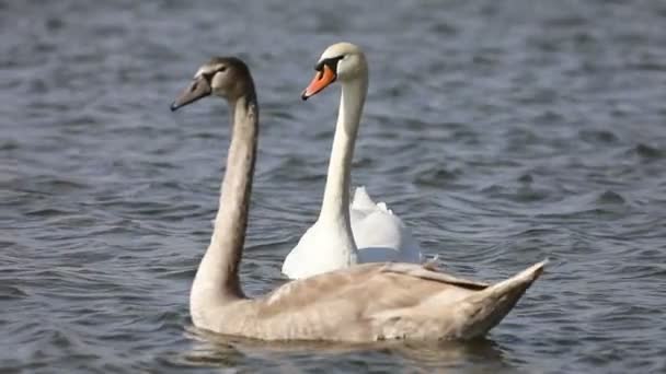 Bianco Scuro Cigno Che Nuota Nel Lago Rallentatore — Video Stock