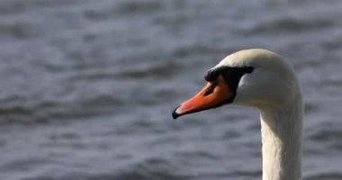 Bir beyaz kuğu su içer, dalgalı su 4K video 'suna yakın çekim yapar.