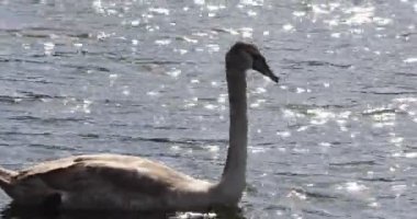 Zarif gri kuğu suda yavaşça hareket eder. Güneş refleksi ve güçlü rüzgarla birlikte.