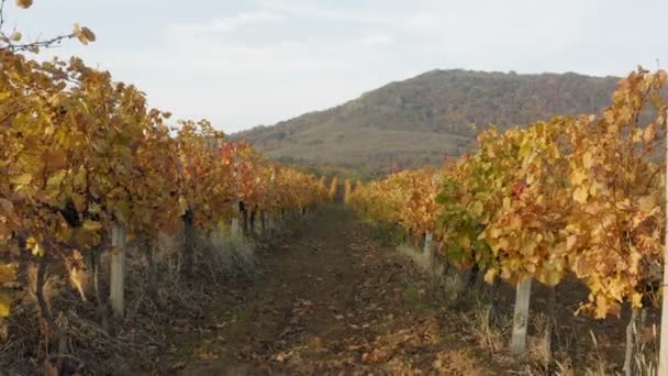 Moving Tracking Shot Rows Vineyard Fall Hills Background — Stock Video