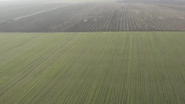 Bulutlu ve yağmurlu bir günde, arka planda güzel bir buğday tarlasında kameralı bir dron ile uçmak