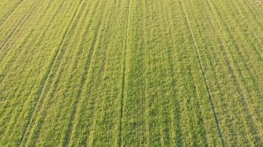 Yeşil buğday tarlasında havadan alçak uçuş videosu. İşlenmiş alan. Çimler büyüyor. İnsansız hava aracının videosu.