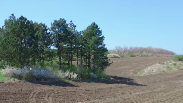 Varios Árboles Siempreverdes Campo Agricultura Tiro Dron Moviéndose Izquierda — Vídeos de Stock